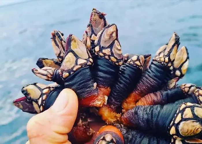 Apartament Ti Neves -